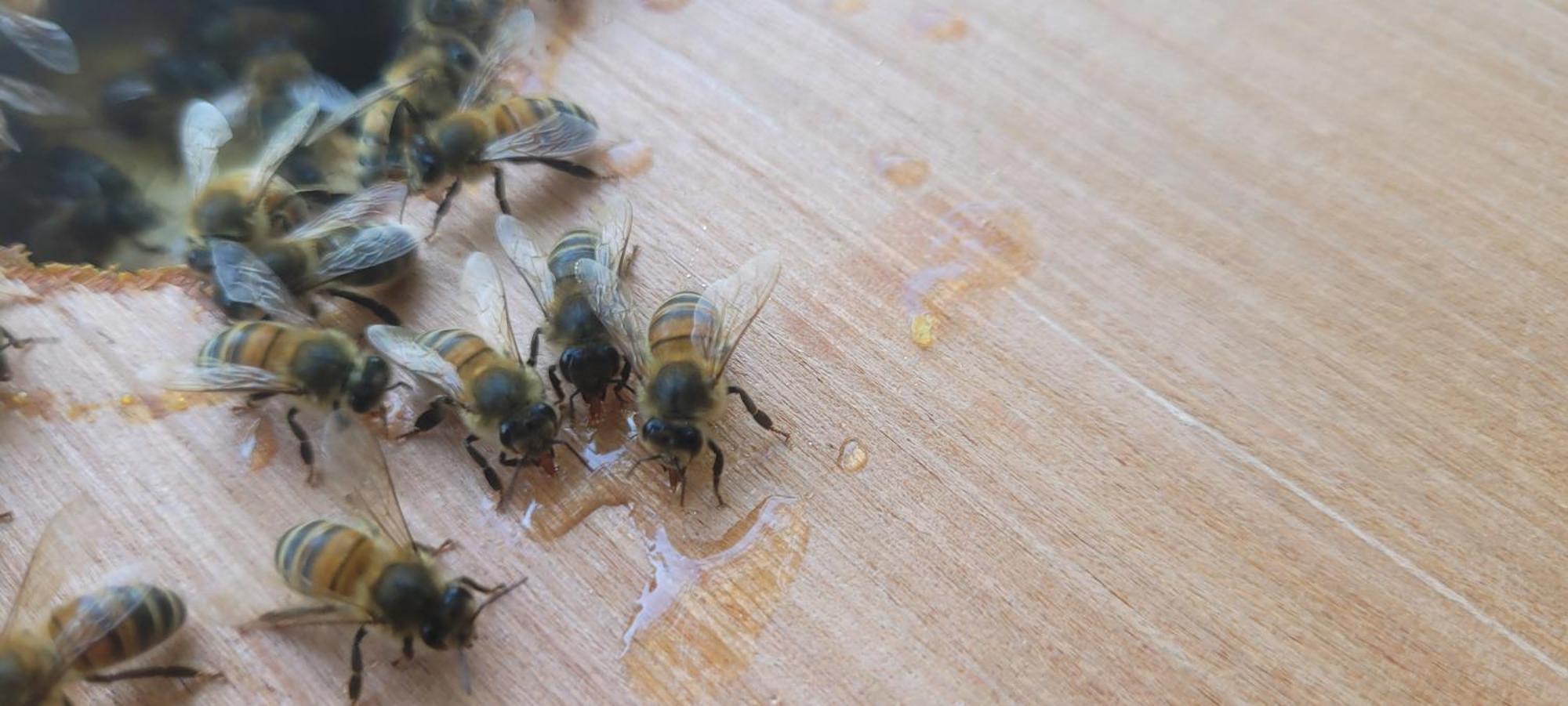 La Maison De L'Abeille De Percey Longeau-Percey ภายนอก รูปภาพ